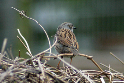 unbekannt_30_040316.jpg