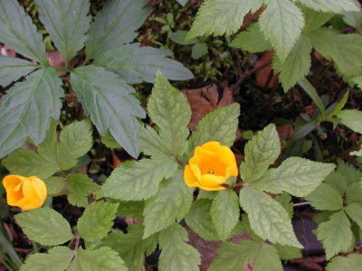 Hylomecon_japonica.jpg