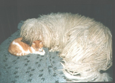 Alf_katz.JPG