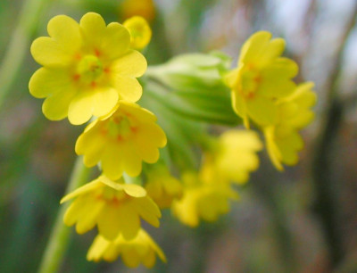 Primula_edelbergii_x_was.jpg