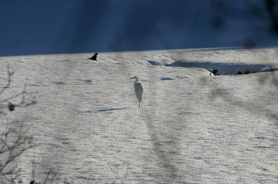 IMG_9746d.jpg