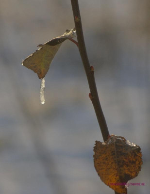 blatt458.1.jpg