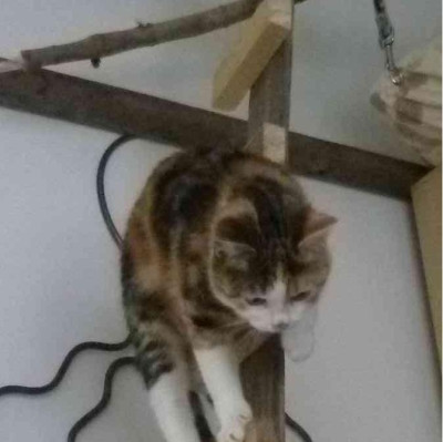 Josephine.JPG