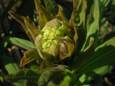 Euphorbia_palustris_Austrieb.jpg