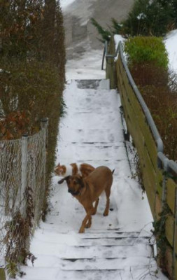 Sheila_django_treppe.JPG