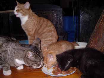 Katzen_essen_Kopie.jpg
