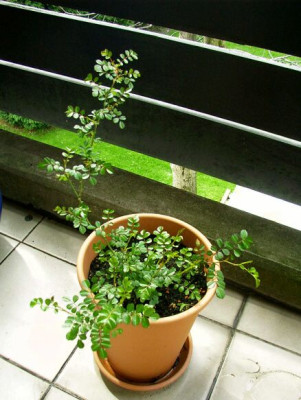 200405_Immensee.JPG