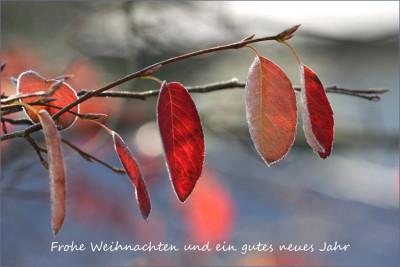 Weihnachtsgru.jpg