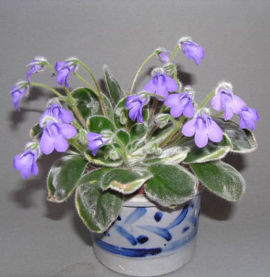 Petrocosmea_sericea_kl.jpg