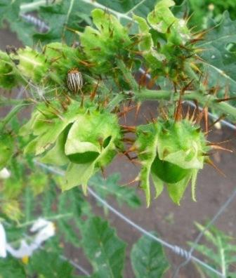 Litchi__7-25__18__Fruchte_m._K.-Kafer.JPG