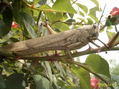 saltamonte-rosal.jpg