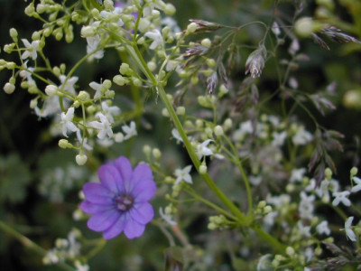 Geranium_Wiese.jpg