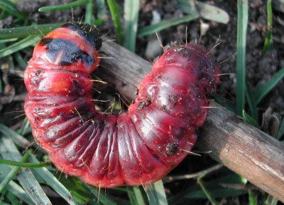 raupe_rot.jpg