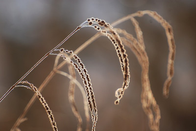 boehmeria_winter_2010.jpg