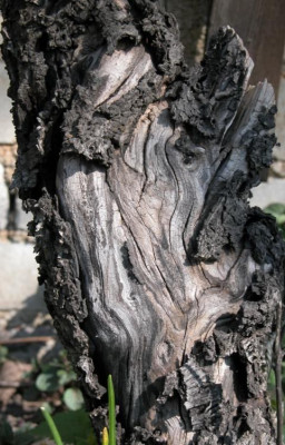 alter_pfirsichbaum.jpg