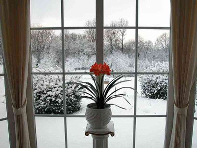 Clivie_-_weier_Rand_-_lange_Blueten_-_30.1.2010.jpg