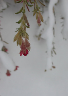 DSCN6201_Schnee_mit_Zauschneria_web.jpg