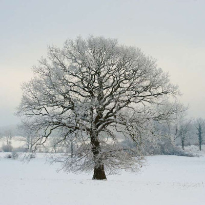 Rolands-Baum.jpg