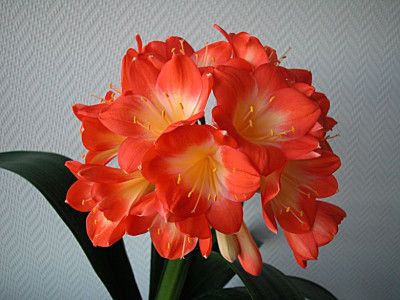 31.2_Clivie_14.12.2010.jpg