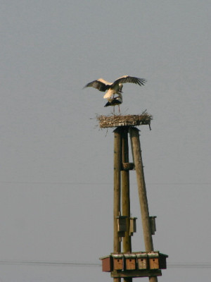 Adabar-April-3.jpg