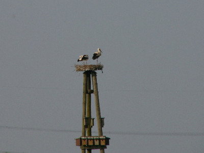 Adabar-April-4.jpg