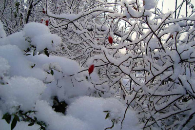 schnee_berlin20101230.jpg