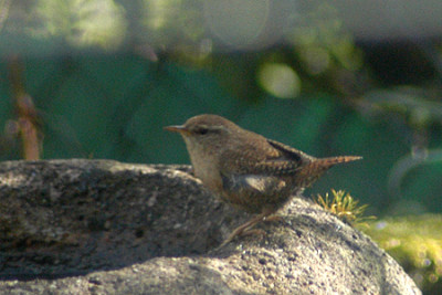 zaunkoenig_26_040316.jpg