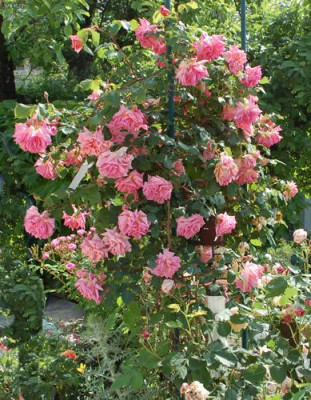 Vicomtesse_Pierre_du_Fou_0018__69273.jpg