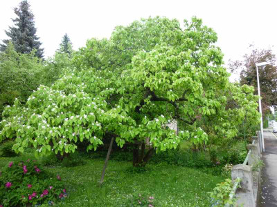 P1000702.jpg