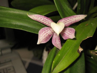 Encyclia_garciana_mickey.jpg