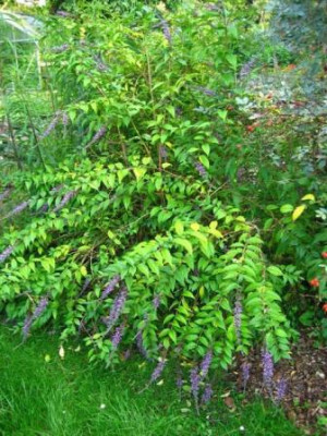 Buddleja_aff._lindleyana_001.jpg