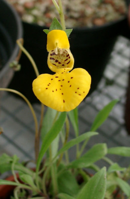 10140002_minCalceolaria_borsinii.JPG