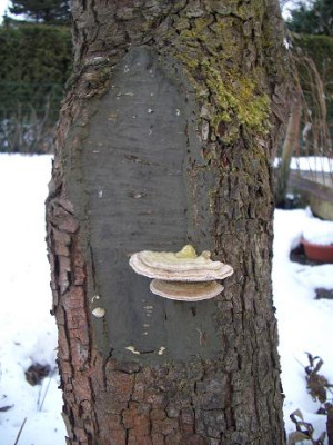 IMGP4338_-_Kopie.JPG
