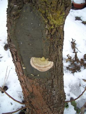 IMGP4339_-_Kopie.JPG