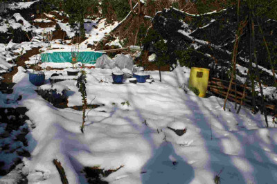 jksgarten02012011_005.jpg
