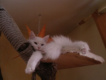 weisserKater1.jpg.jpg