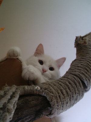 weisserKater5.jpg