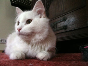 weisserKater2.jpg