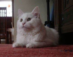 weisserKater6.jpg