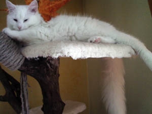 weisserKater7.jpg