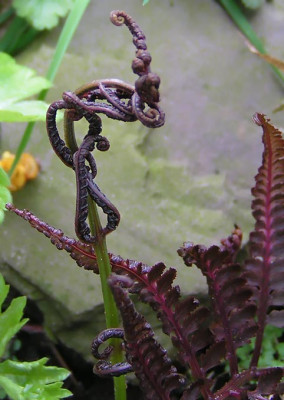 athyrium_nipponica.jpg