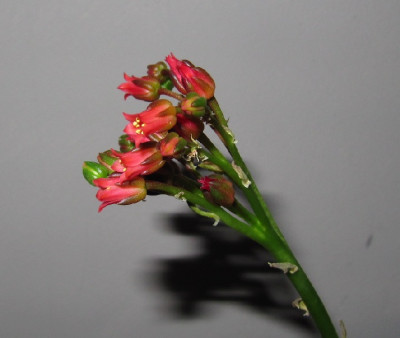 Echeveria_affinis_110103.jpg