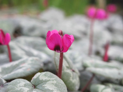 C._caucasicum_ue.jpg