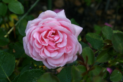 Rose_Eglantyne0209c.jpg