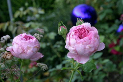 Rose_Charles_Renee_Mackintosh0809a.jpg