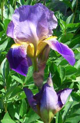 irisbitoneblau.JPG