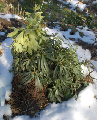 Helleborus_foetidus_0011__2935.jpg