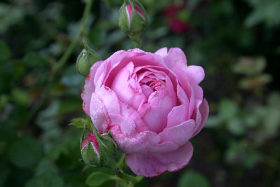 Rose_Charles_Renee_Mackintosh0709a.jpg