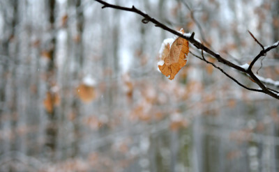 Nur-ein-Blatt-Jan0311.jpg
