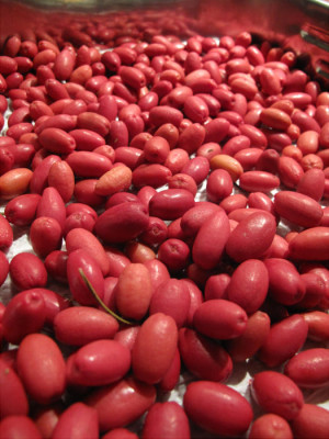 rote_oliven1_2011.jpg